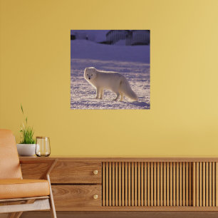 Póster Fotografía de invierno de la nieve de Fox blanca