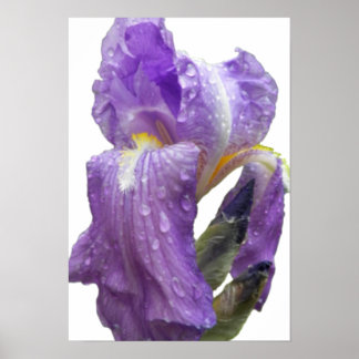 Póster Fotografía de Iris Púrpura