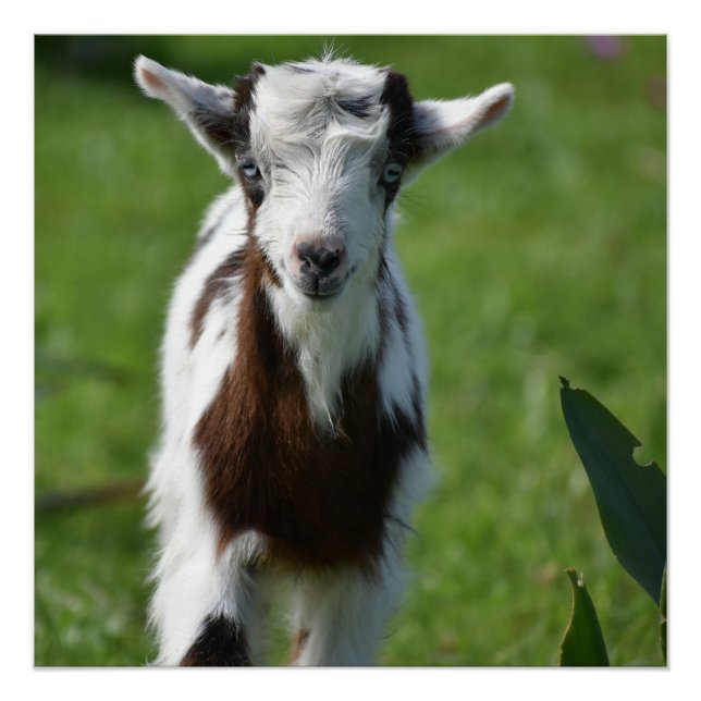 Póster Fotografía de la cabra joven (Anverso)