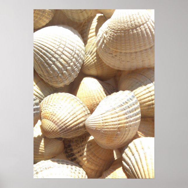 Póster Fotografía de la colección de conchas marinas (Frente)