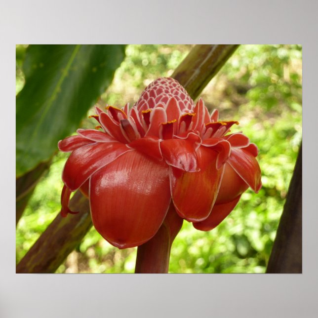 Póster Fotografía de la Flor Tropical del jengibre de la  (Frente)