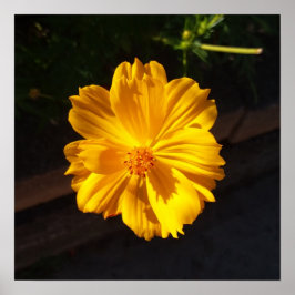 Póster Fotografía de la macro Flor de Oro