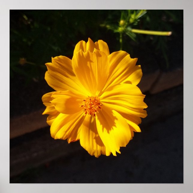 Póster Fotografía de la macro Flor de Oro (Frente)