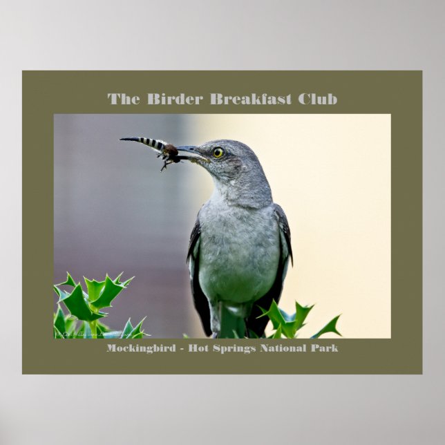 Póster Fotografía de la Naturaleza Ave Mockingbird (Frente)
