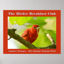 Fotografía de la naturaleza Aves Tanager de verano