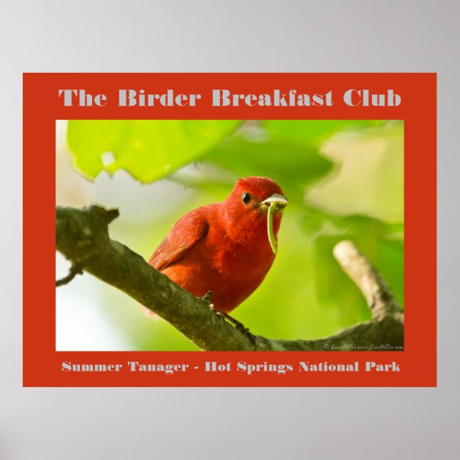 Póster Fotografía de la naturaleza Aves Tanager de verano (Frente)