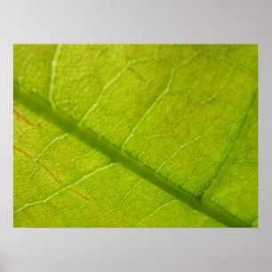 Póster Fotografía de la naturaleza botánica de la hoja ve