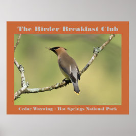 Póster Fotografía de la Naturaleza Cedar Waxwing Birder