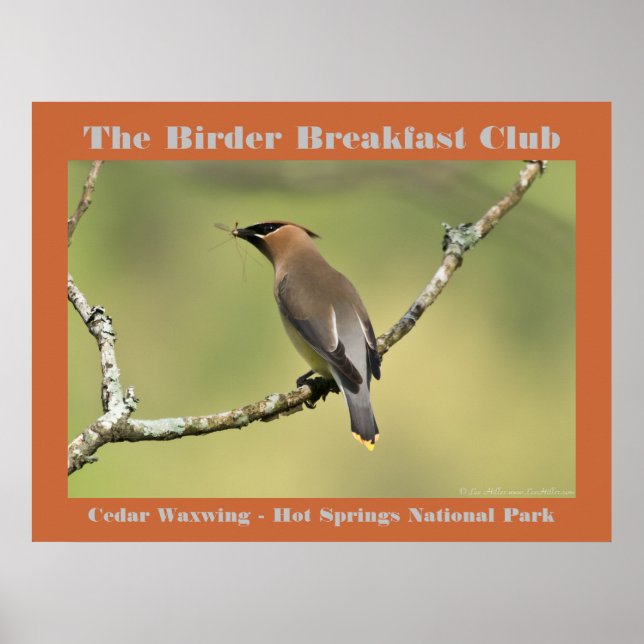 Póster Fotografía de la Naturaleza Cedar Waxwing Birder (Frente)