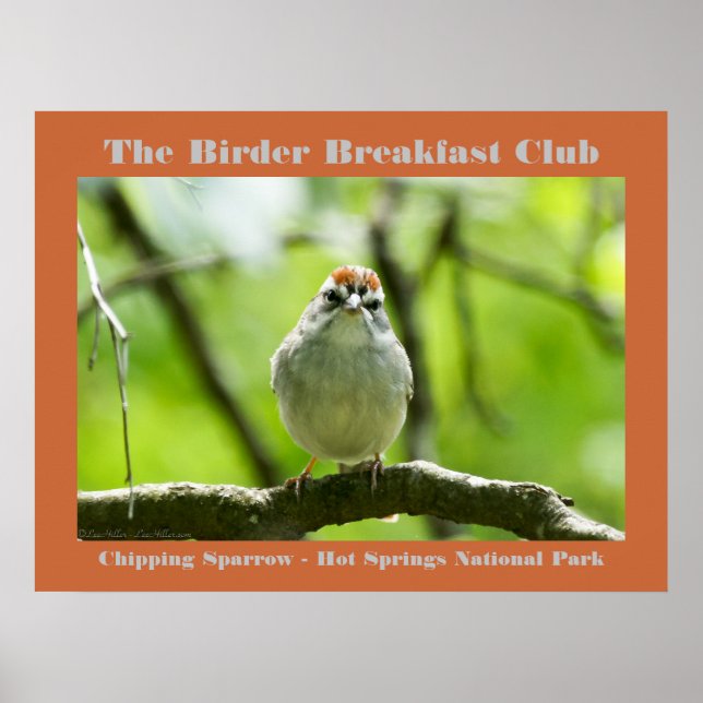 Póster Fotografía de la Naturaleza Chipping Sparrow Birde (Frente)