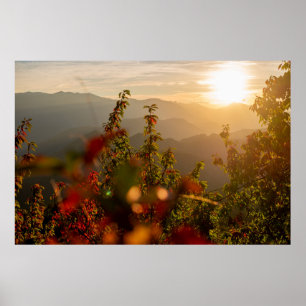 Póster Fotografía de la naturaleza de árboles verdes que