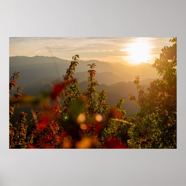Póster Fotografía de la naturaleza de árboles verdes que  (Frente)