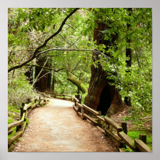 Póster Fotografía de la Naturaleza de Camino II de Muir W