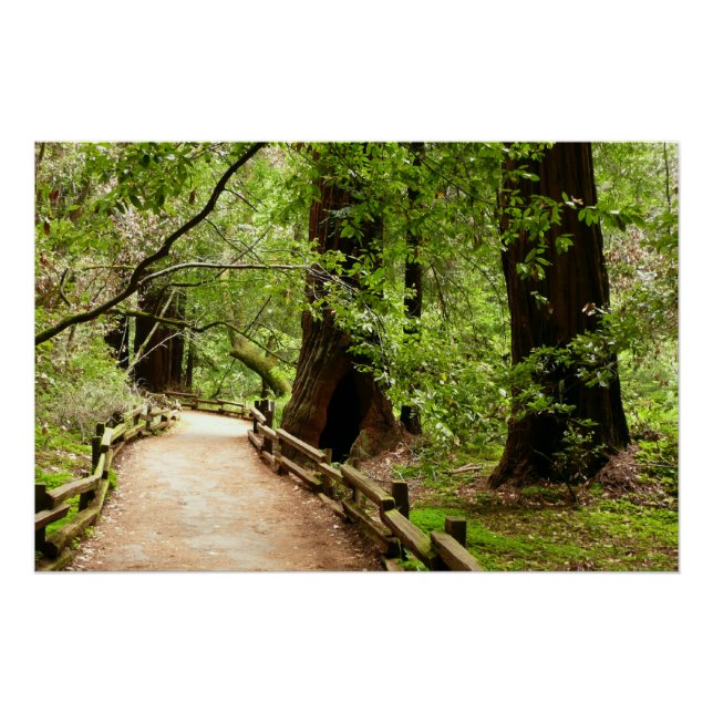 Póster Fotografía de la Naturaleza de Camino II de Muir W (Anverso)