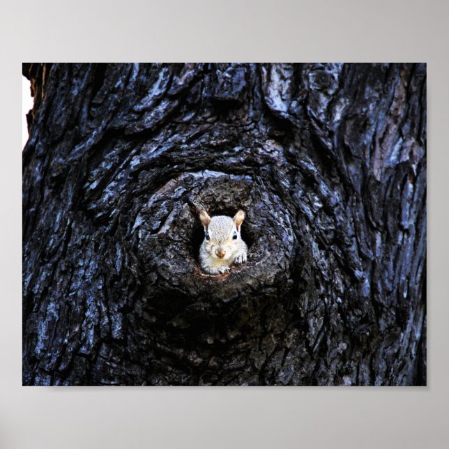 Póster Fotografía de la naturaleza de la ardilla marina (Frente)