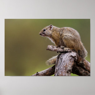 Póster Fotografía de la naturaleza de la ardilla subterr