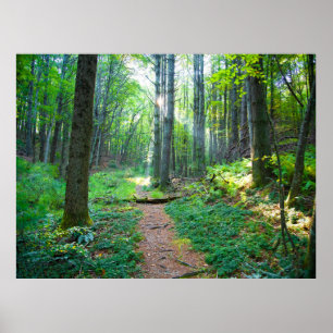 Póster Fotografía de la naturaleza de la luz forestal