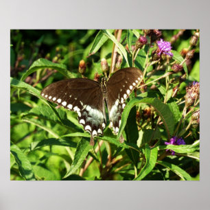 Póster Fotografía de la Naturaleza de la Mariposa Cola de