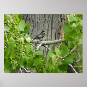 Póster Fotografía de la Naturaleza de la Reinita de Audub