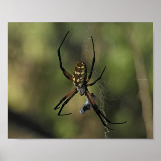 Póster Fotografía de la naturaleza de la telaraña de la a