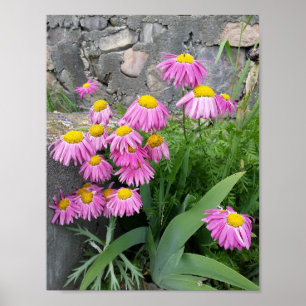 Póster Fotografía de la naturaleza de las flores de marga