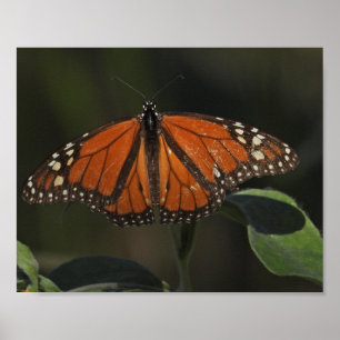 Póster Fotografía de la Naturaleza de Mariposa Naranja