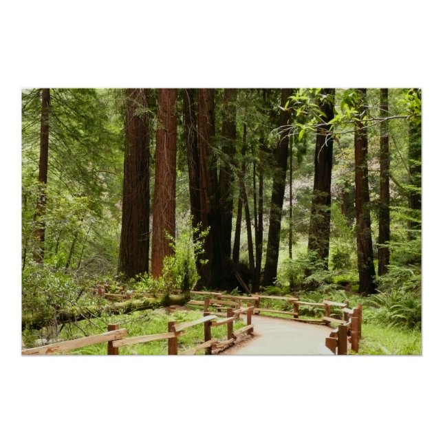 Póster Fotografía de la naturaleza de Muir Woods Path I (Anverso)