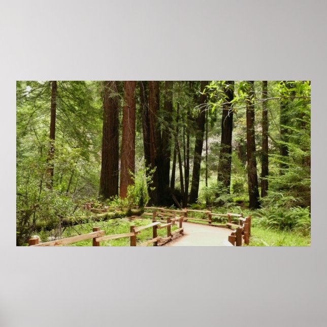 Póster Fotografía de la naturaleza de Muir Woods Path I (Frente)