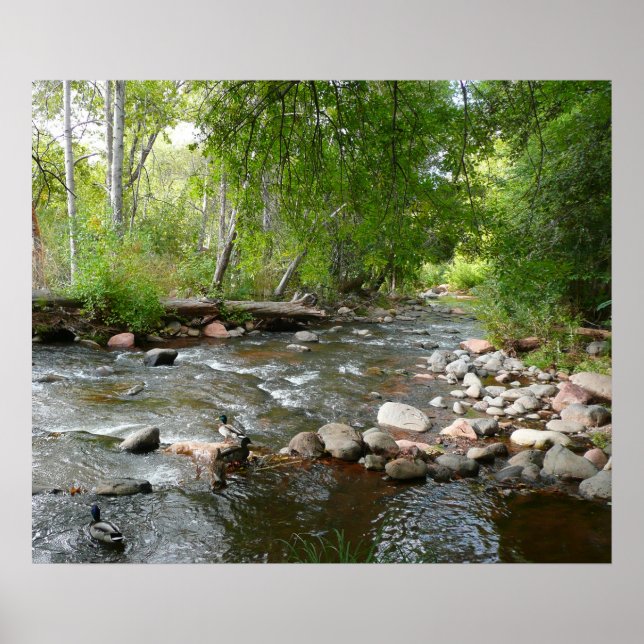 Póster Fotografía de la naturaleza del arroyo y los pavos (Frente)