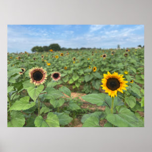 Póster Fotografía de la naturaleza del campo del girasol