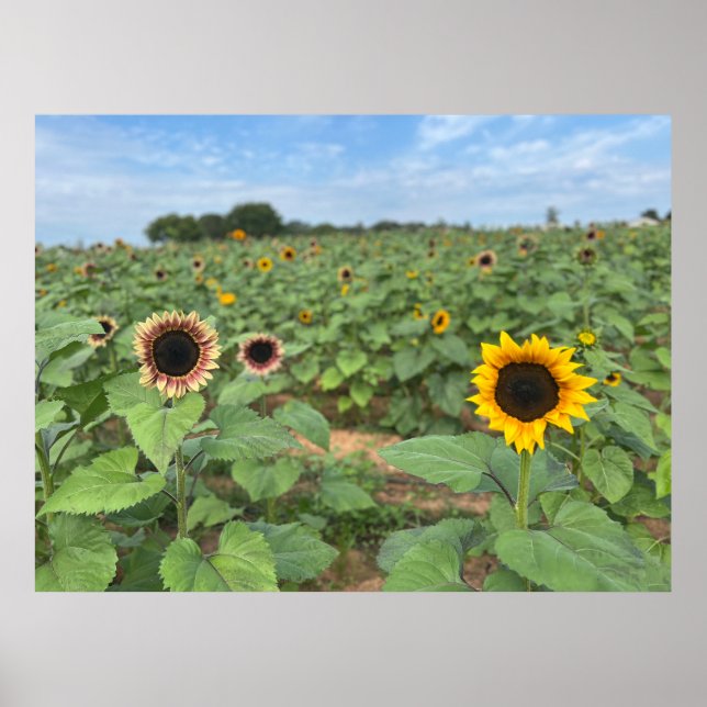 Póster Fotografía de la naturaleza del campo del girasol (Frente)