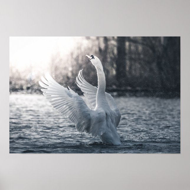 Póster Fotografía de la naturaleza del cisne blanco (Frente)