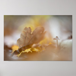 Póster Fotografía de la naturaleza del hongo pequeño