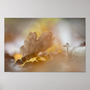 Póster Fotografía de la naturaleza del hongo pequeño