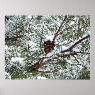 Póster Fotografía de la naturaleza del invierno de Snowy