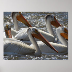 Póster Fotografía de la Naturaleza del Pelícano Blanco Am