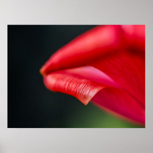 Póster Fotografía de la naturaleza del pétalo de flor de