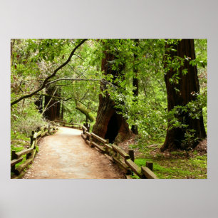 Póster Fotografía de la Naturaleza del Sendero de Muir Wo