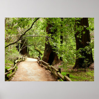 Póster Fotografía de la Naturaleza del Sendero de Muir Wo