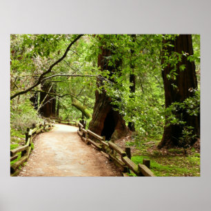 Póster Fotografía de la naturaleza en Muir Woods Path II