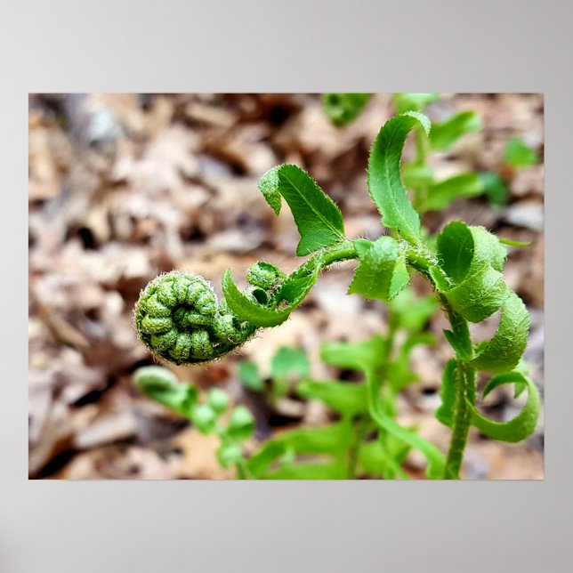 Póster Fotografía de la naturaleza, Feddlehead Fern en pr (Frente)