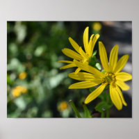 Fotografía de la naturaleza floral de la flor de m