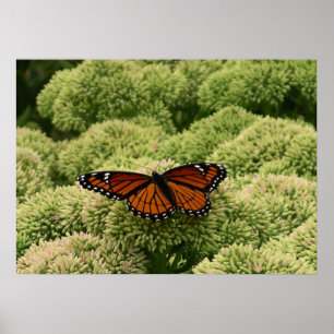 Póster Fotografía de la Naturaleza Hermosa de la Mariposa