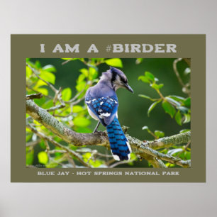 Póster Fotografía de la naturaleza Shy Blue Jay Birder