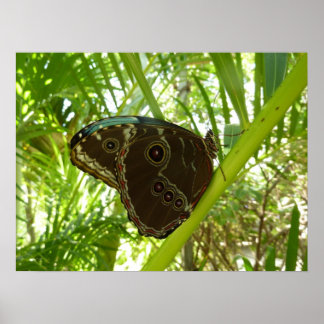 Póster Fotografía de la naturaleza tropical de la maripos