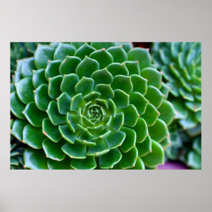 Póster Fotografía de la naturaleza verde exitosa
