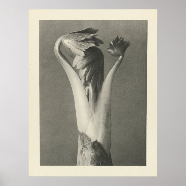 Póster Fotografía de la planta de cosecha - Imagen archiv (Frente)