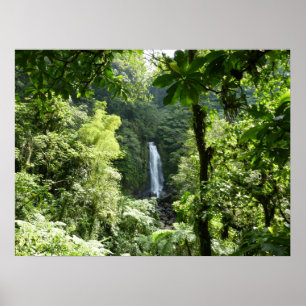 Póster Fotografía de la selva tropical de Trafalgar Falls