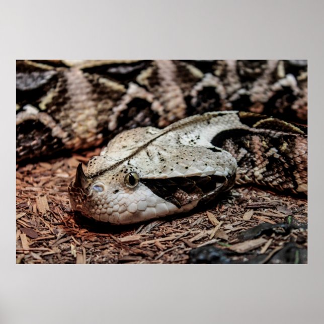 Póster Fotografía de la serpiente del Viper de Gabón (Frente)