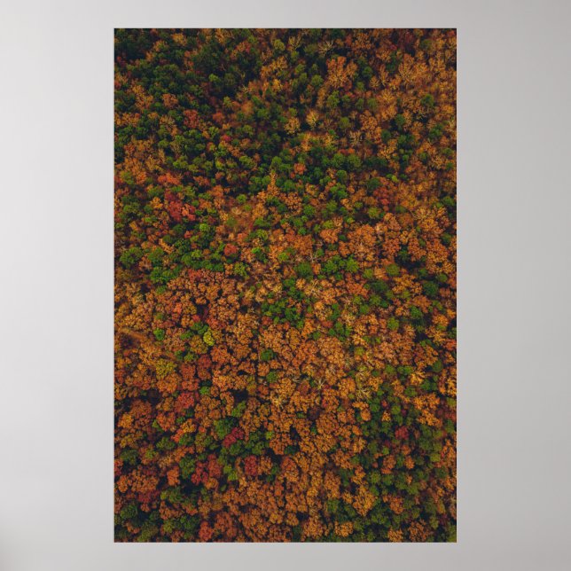 Póster Fotografía de la vista aérea del bosque (Frente)